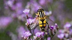 große sumpfschwebfliege