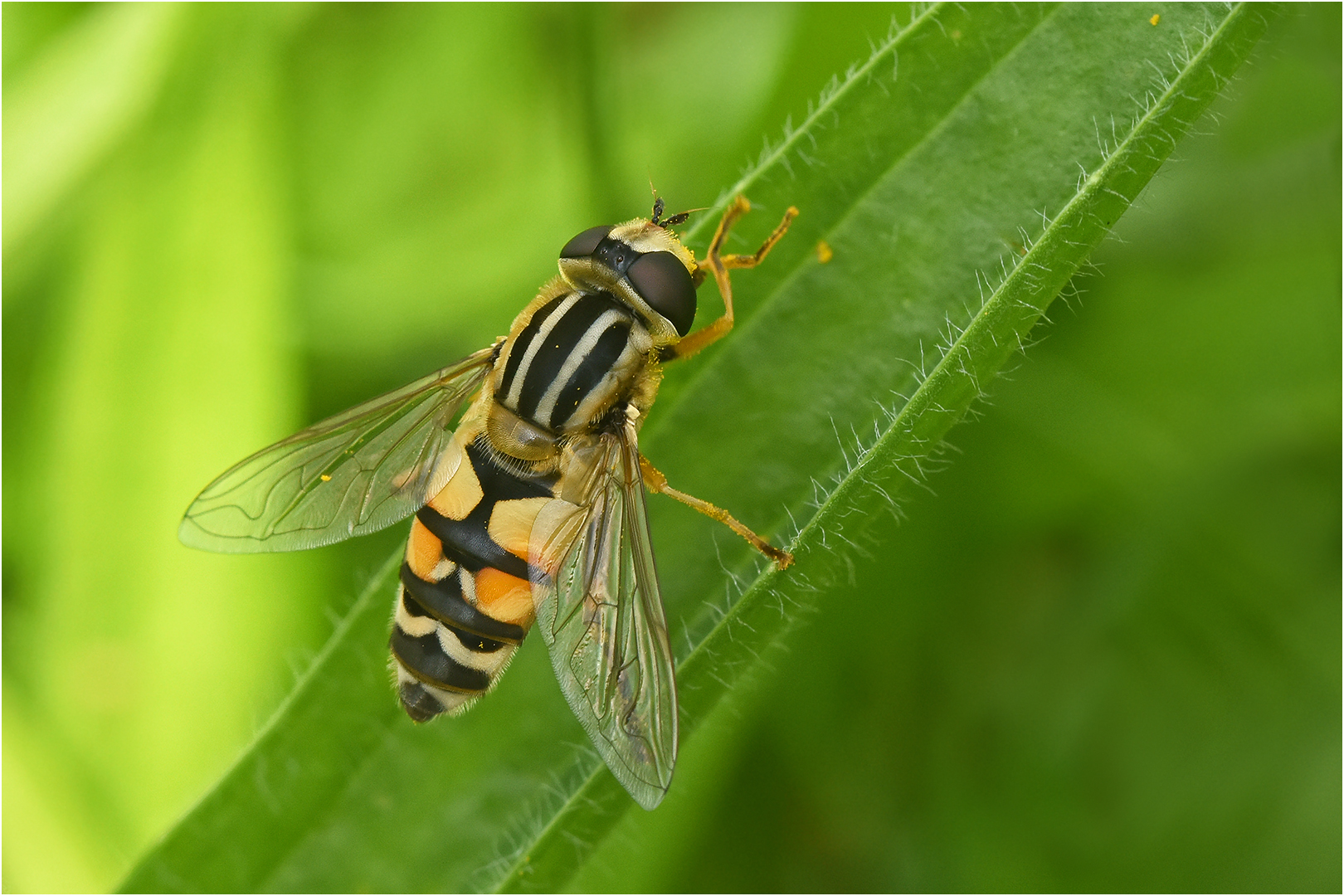 Große Sumpfschwebfliege