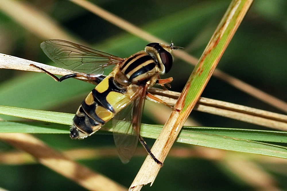 Große Sumpfschwebfliege