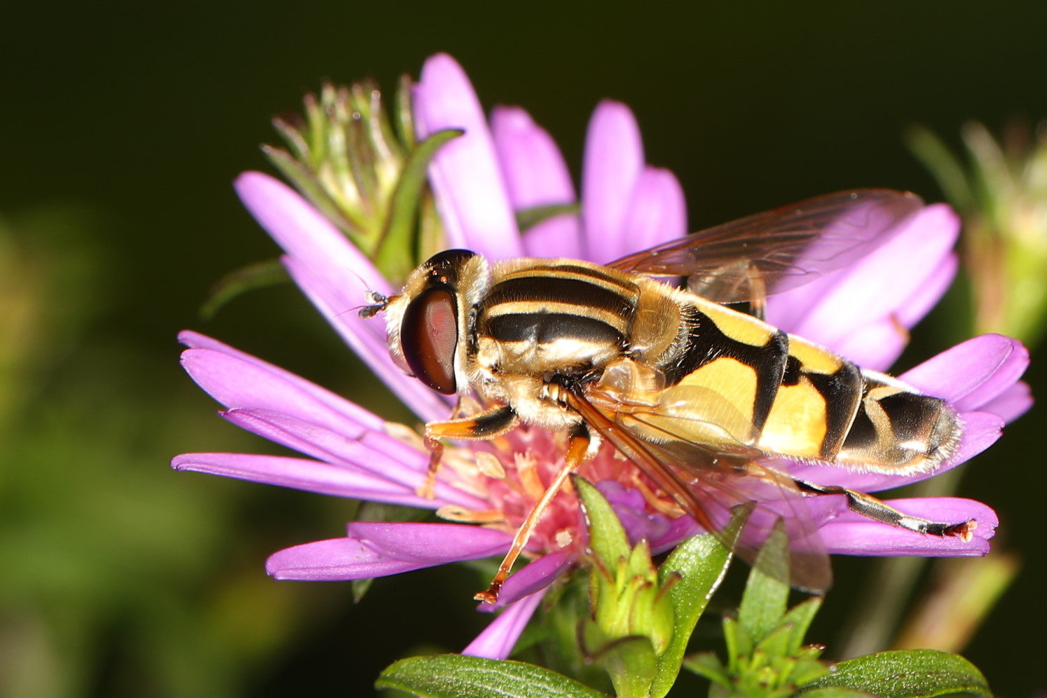 Große Sumpfschwebfliege