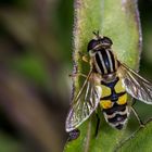 Große Sumpfschwebfliege