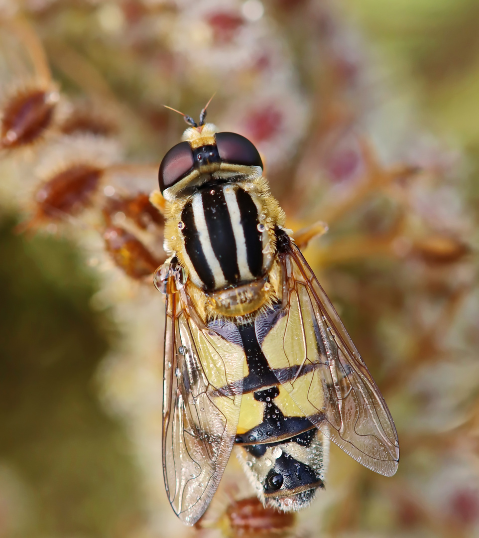 Grosse Sumpfschwebfliege