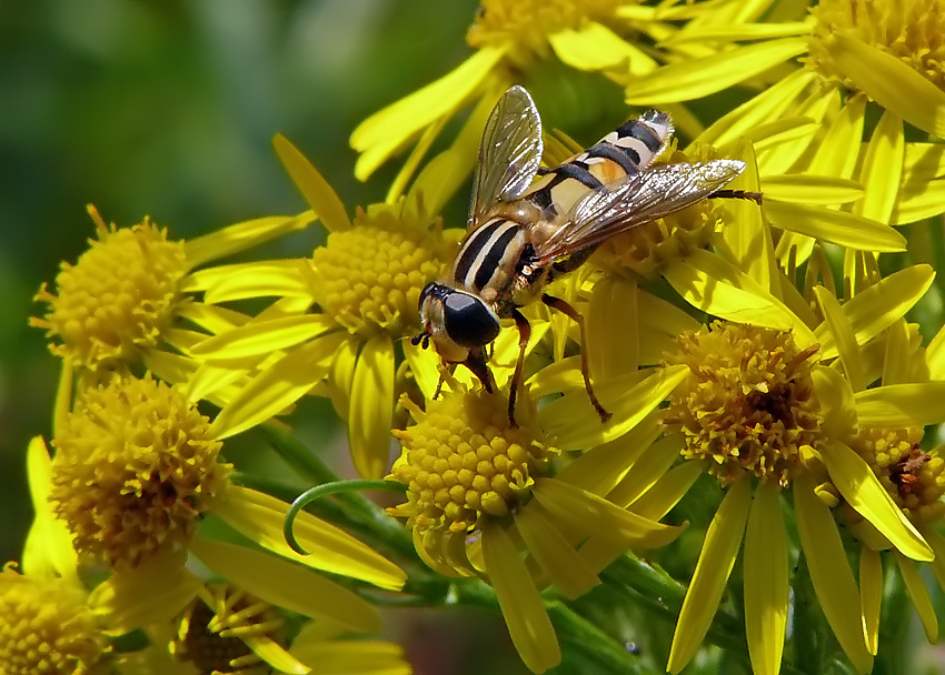 Große Sumpfschwebfliege auf Jakobskeruzkraut