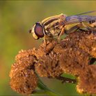 Große Sumpfschwebfliege beim "Vorglühen"... ;-)