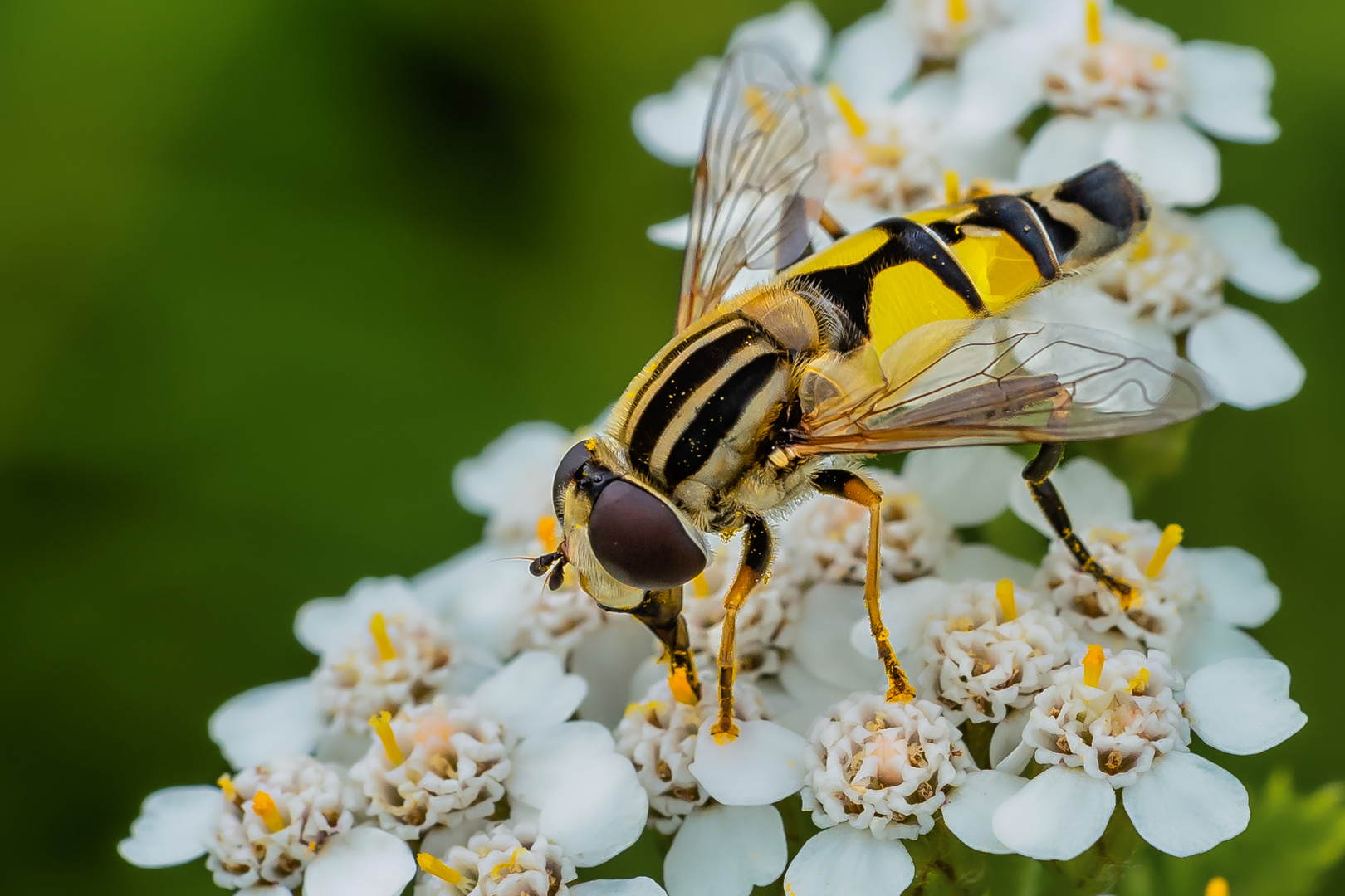 Große Sumpfschwebfliege