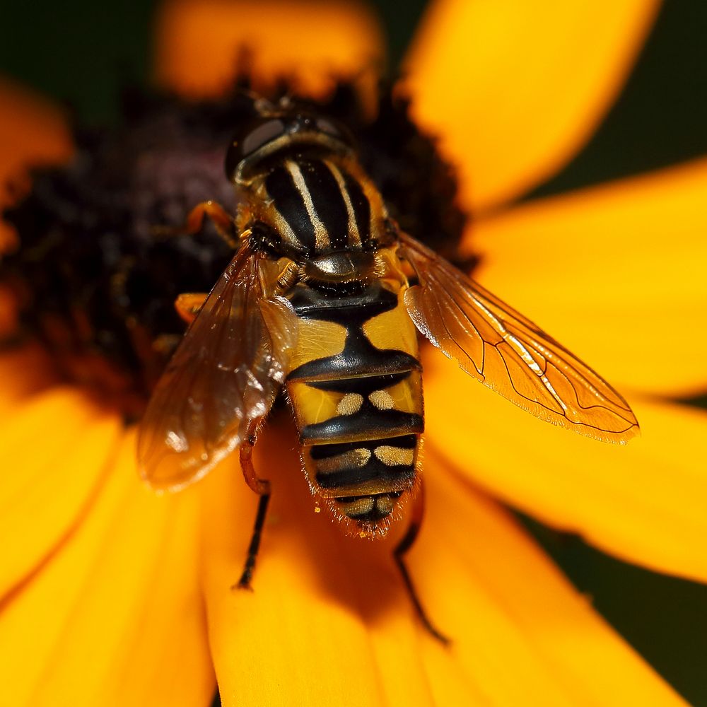 Große Sumpfschwebfliege