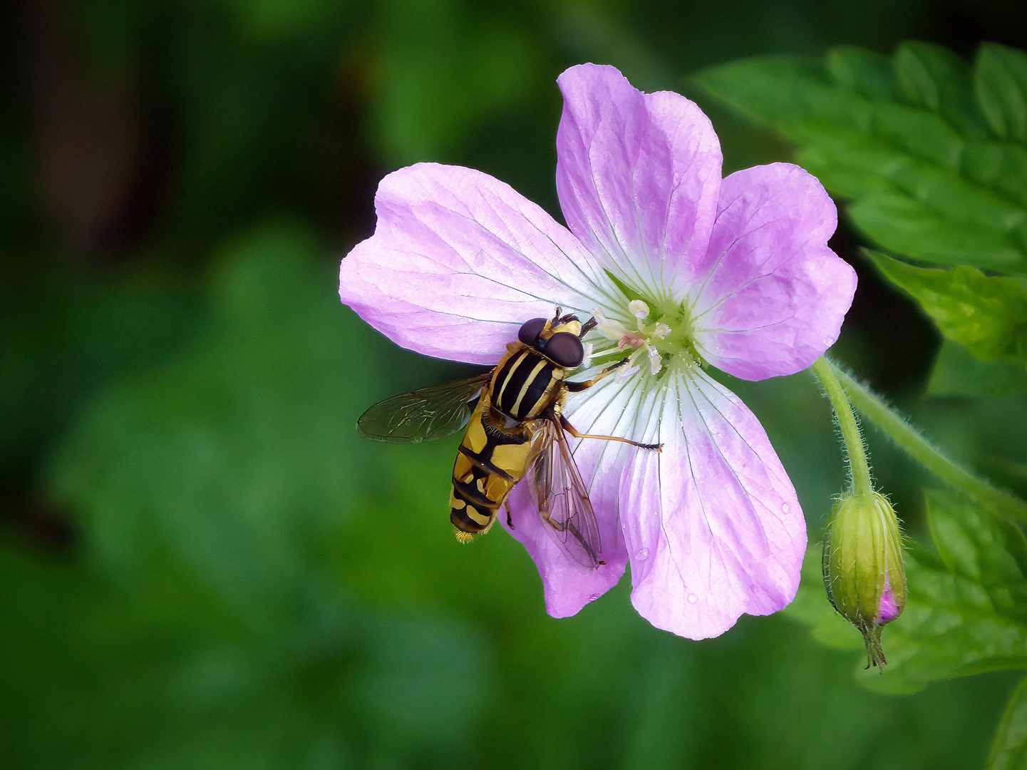 Große Sumpfschwebfliege