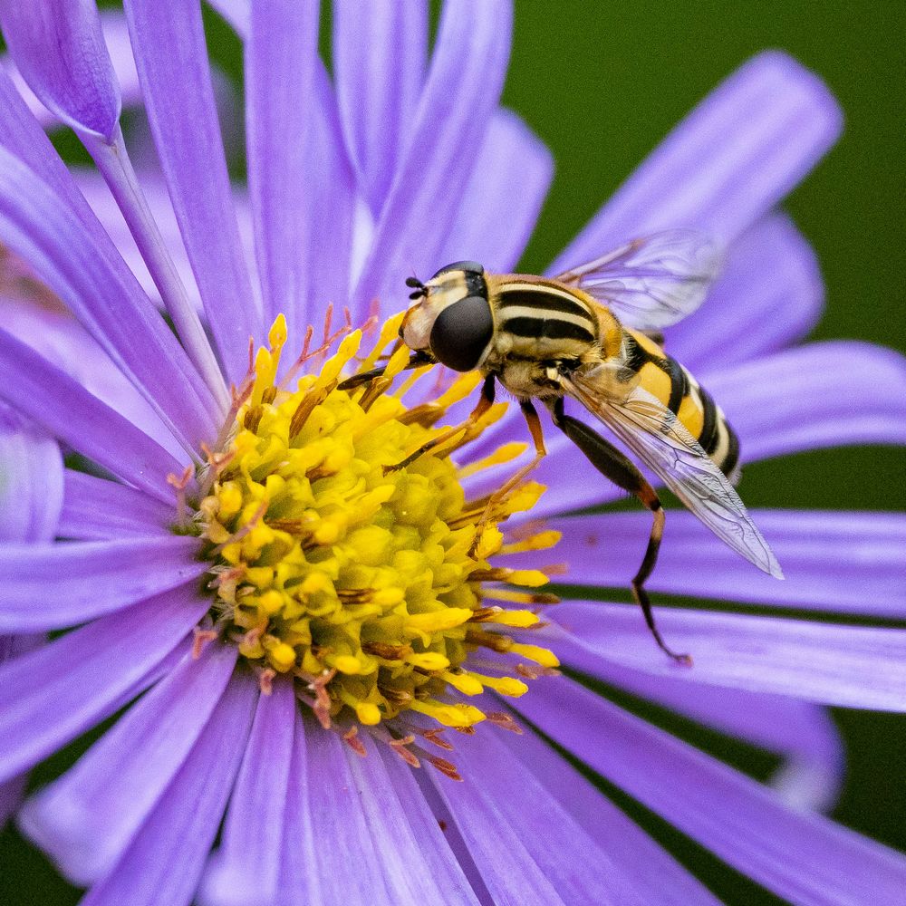 Große Sumpfschwebfliege Foto & Bild world, makro, natur Bilder auf