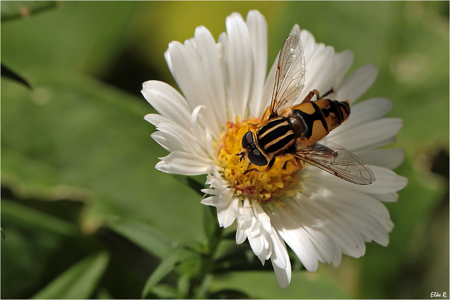 Große Sumpfschwebfliege