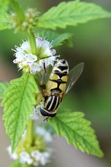 Große Sumpfschwebfliege (Helophilus trivittatus)