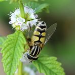 Große Sumpfschwebfliege (Helophilus trivittatus)