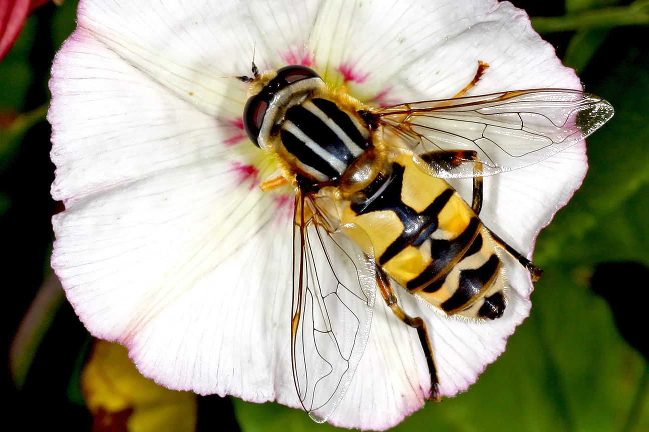 Große Sumpfschwebfliege (Helophilus trivittatus).....