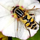 Große Sumpfschwebfliege (Helophilus trivittatus).....