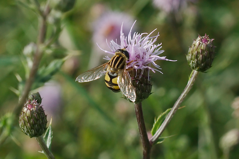 Große Sumpfschwebfliege (Helophilus trivittatus)