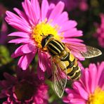 Große Sumpfschwebfliege (Helophilus trivittatus)