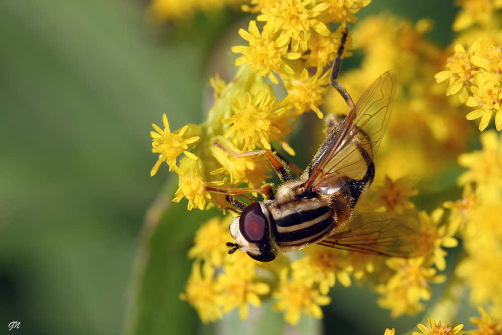 Große Sumpfschwebfliege ( Helophilus trivittatus )