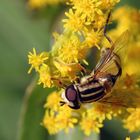 Große Sumpfschwebfliege ( Helophilus trivittatus )