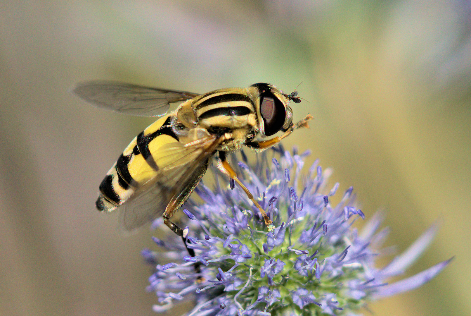 Große Sumpfschwebfliege (Helophilus trivittatus) 