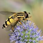 Große Sumpfschwebfliege (Helophilus trivittatus) 