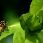 "Große Sumpfschwebfliege" (Helophilus trivittatus)