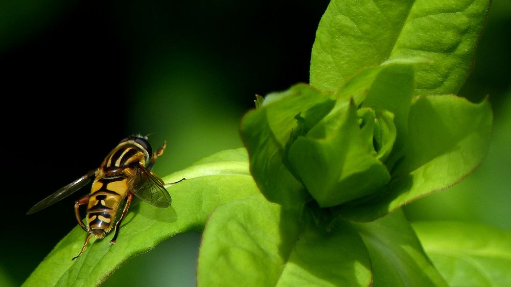 "Große Sumpfschwebfliege" (Helophilus trivittatus)