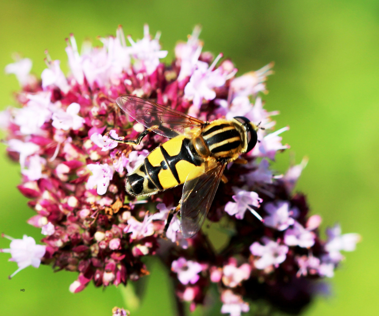 Große Sumpfschwebfliege (Helophilus trivittatus)