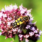 Große Sumpfschwebfliege (Helophilus trivittatus)