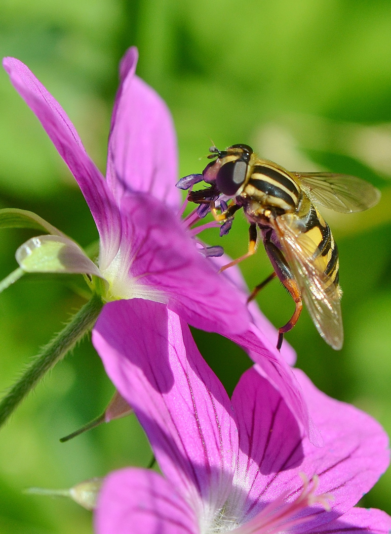 Große Sumpfschwebfliege (Helophilus trivittatus)