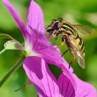 Große Sumpfschwebfliege (Helophilus trivittatus)