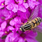 Große Sumpfschwebfliege (Helophilus trivittatus)