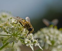 Große Sumpfschwebfliege (Helophilus trivittatus)