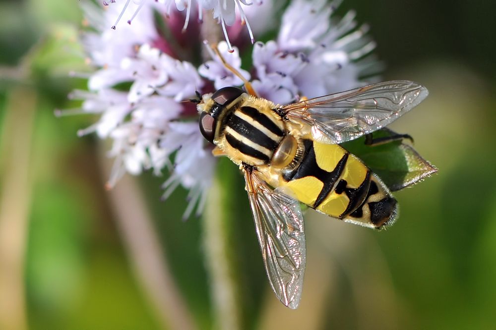 Große Sumpfschwebfliege (Helophilus trivittatus)