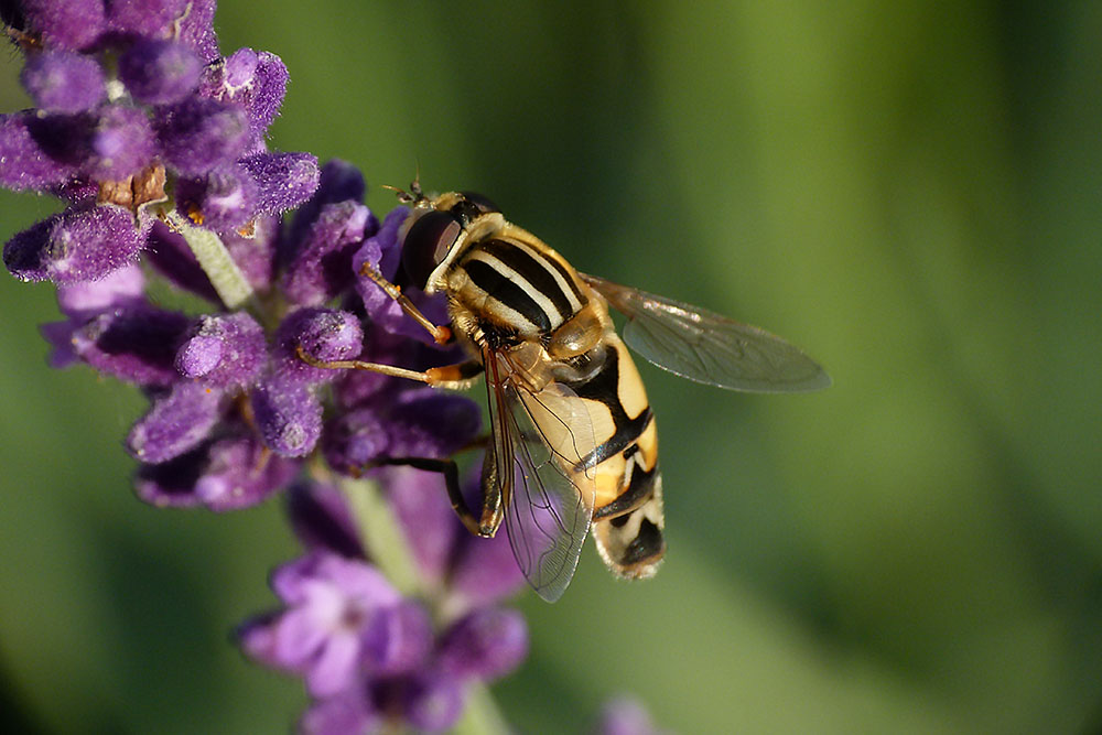 Große Sumpfschwebfliege (Helophilus trivittatus)