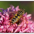 Grosse Sumpfschwebfliege (Helophilus trivittatus)