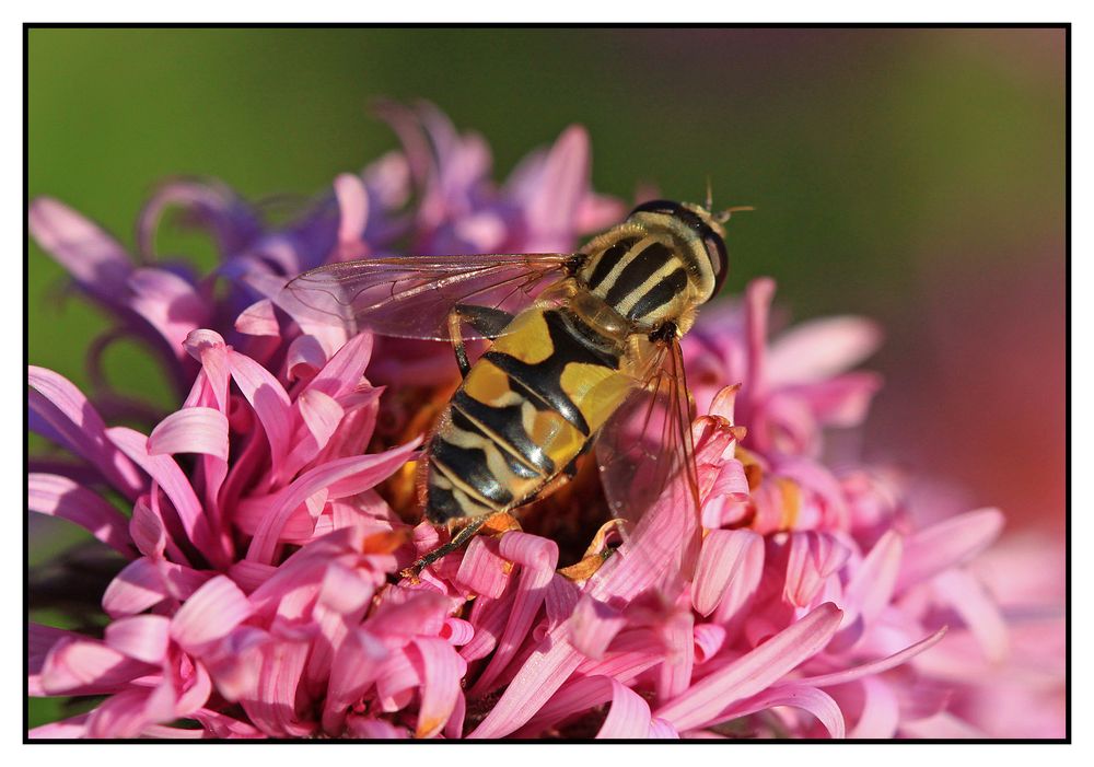 Grosse Sumpfschwebfliege (Helophilus trivittatus)