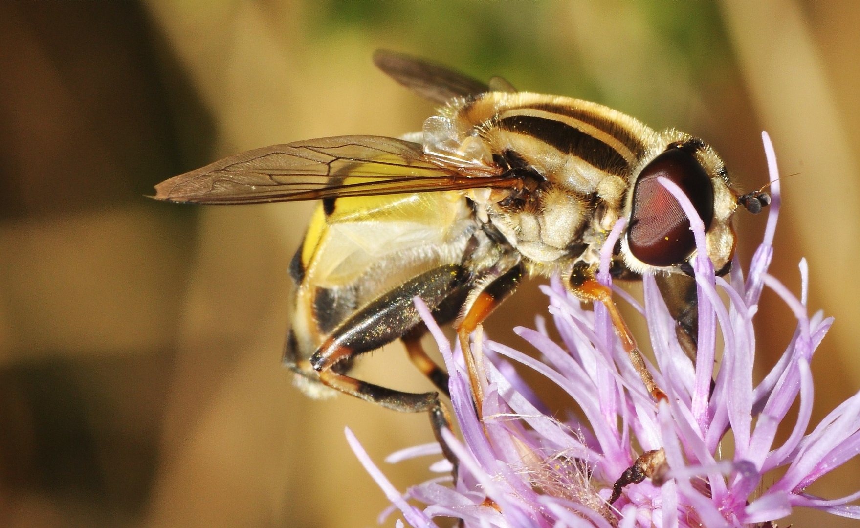 Große Sumpfschwebfliege (Helophilus trivittatus)