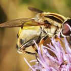 Große Sumpfschwebfliege (Helophilus trivittatus)