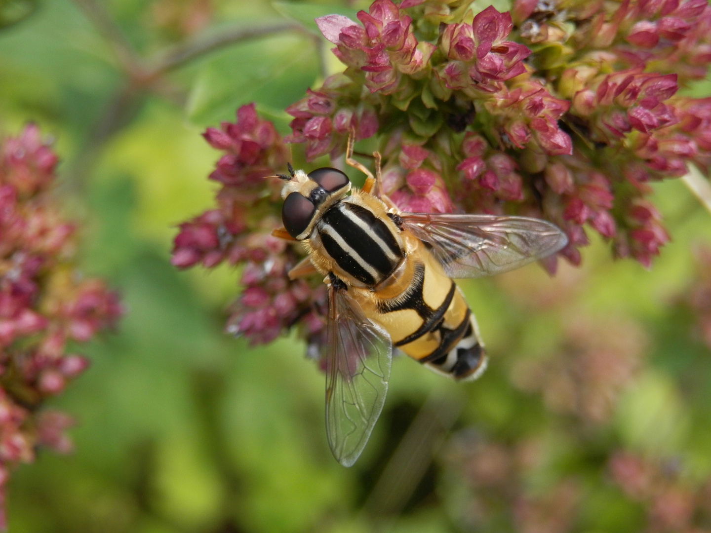 Grosse Sumpfschwebfliege (Helophilus trivittatus)