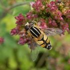 Grosse Sumpfschwebfliege (Helophilus trivittatus)