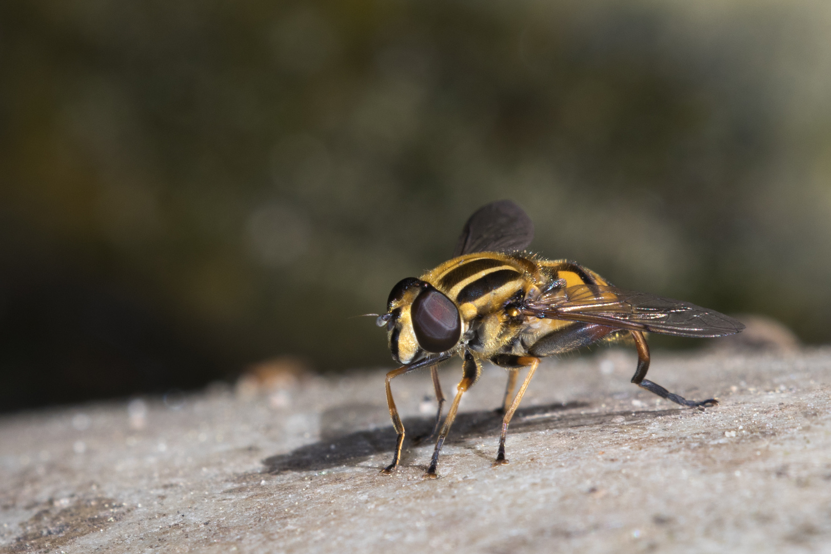 Große Sumpfschwebfliege (Helophilus trivittatus) im Sonnenschein