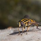 Große Sumpfschwebfliege (Helophilus trivittatus) im Sonnenschein