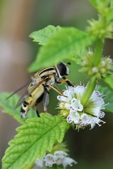 Große Sumpfschwebfliege (Helophilus trivittatus) Seitenansicht