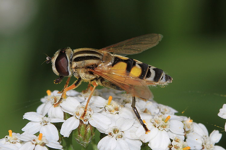 Große Sumpfschwebfliege [Helophilus trivittatus] - Weibchen