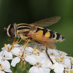 Große Sumpfschwebfliege [Helophilus trivittatus] - Weibchen