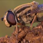 Große Sumpfschwebfliege mit Schnütchen