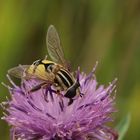 Große Sumpfschwebfliege von oben