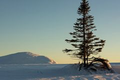 Große Tanne im Schnee