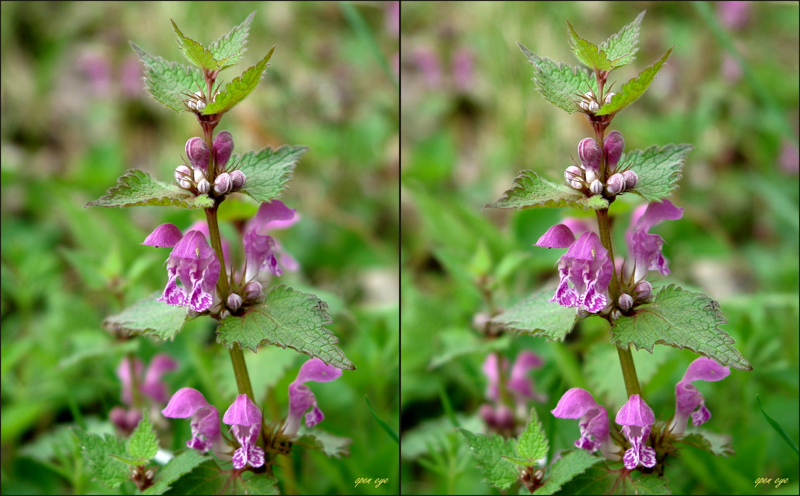 Grosse Taubnessel Foto & Bild spezial, wald, blume Bilder auf