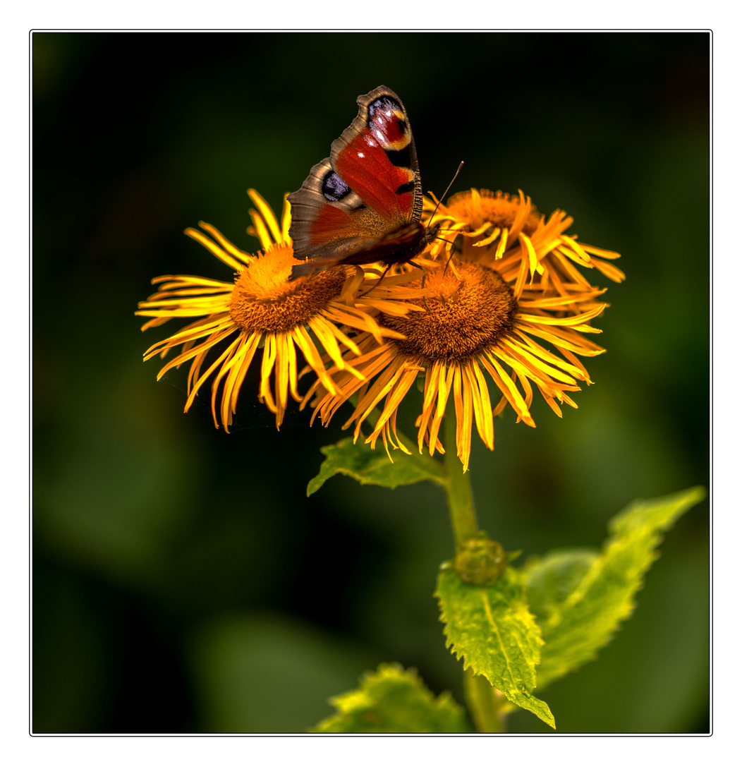 Große Telekie (Telekia speciosa) und Tagpfauenauge