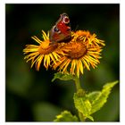 Große Telekie (Telekia speciosa) und Tagpfauenauge